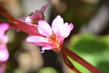 Bergenia crassifolia 