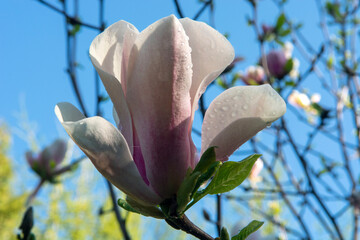 magnolia flower in bloom