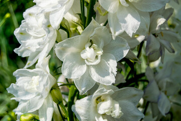 Fototapeta na wymiar White flowers close up