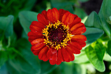 Open bud of a red flower close-up