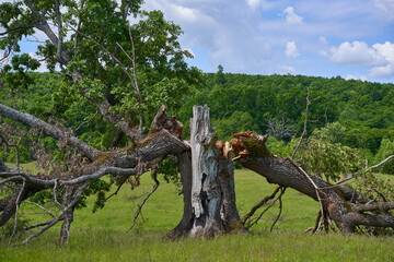 Centennial oak broken down by storm