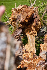 Centennial oak broken down by storm