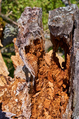 Centennial oak broken down by storm