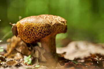 Cep mushroom in the forest (Boletus edulis)