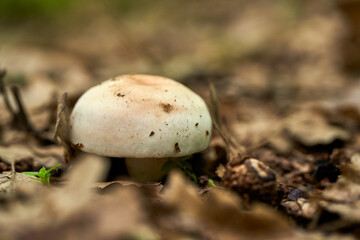 White mushroom in the forest