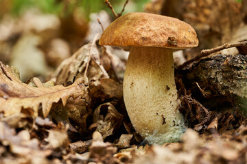Cep mushroom in the forest (Boletus edulis)