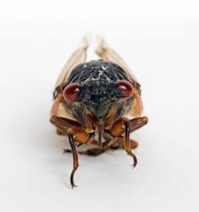 Extreme Macro of Dying Cicada Brood X Face 