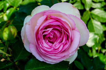 Open pink rose bud close-up