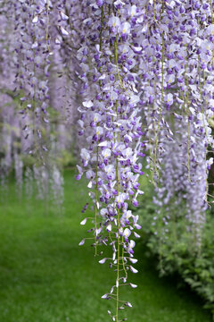 Cascades of wisteria in bloom, photographed in a garden in West Sussex UK.