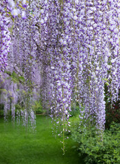 Cascades of wisteria in bloom, photographed in a garden in West Sussex UK.