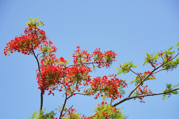 Poinciana or Delonix regia on blue sky the forest summer naturel background.