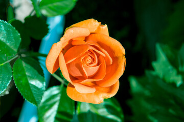 Orange rose close-up