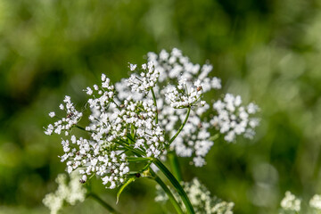 fleur de champs au mois de juin	