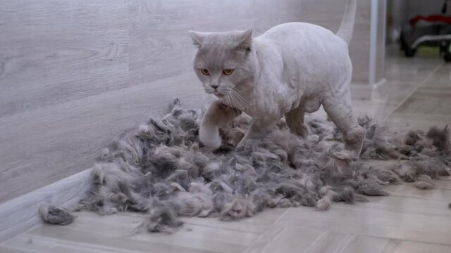 Gray British Domestic Cat Jumps from a Height to the Floor in a Pile of Shorn Wool. Playful, bald, trimmed Scottish cat plays with wool, fur. Pet games. Grooming animals, a haircut. Slow motion.