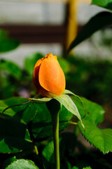 Orange rose close-up