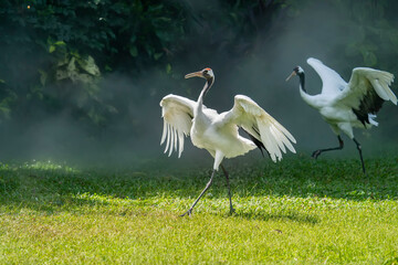 Red crowned crane in green grass