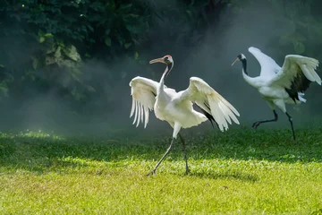 Fototapete Kraniche Red crowned crane in green grass  © xiaoliangge