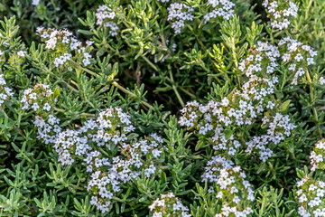 pied de thym en fleur