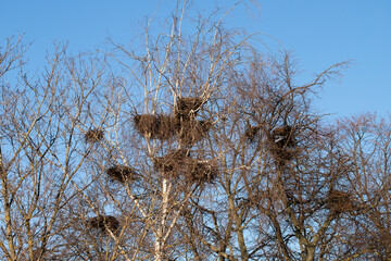 Nests In Trees On Sky In Winter Close Up.
