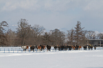 十勝牧場の馬追運動