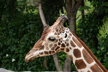 Fototapeta na wymiar Close-up photo of giraffe face.
