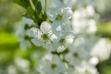 Springtime begining in the garden. The branches of a blossoming tree in spring day in the wind. Cherry tree in white flowers. Beautiful blurring background. selective focus.