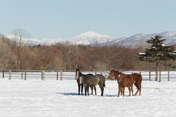 サラブレッドの牧場