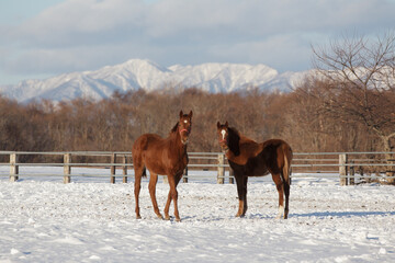 サラブレッドの牧場