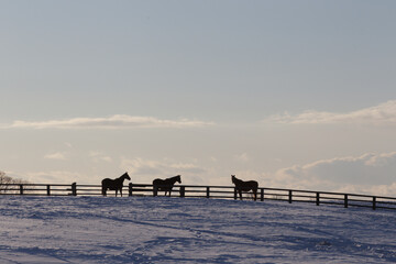 サラブレッドの牧場