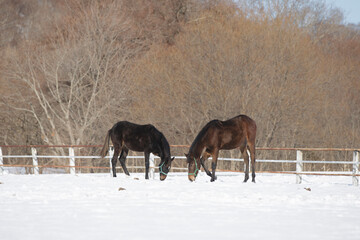 サラブレッドの牧場