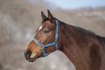 サラブレッドの牧場