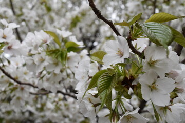 White cherry blossoms in full bloom Sakura close-up background material Asia Japan　満開の白い桜　さくらのアップ　背景素材　アジア　日本