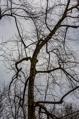Partial view of the tree and its leafless branches, the plant skeleton. Beauty in Nature. Moody sky.