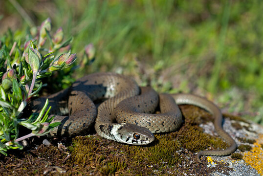 Iberische Ringelnatter // red-eyed grass snake (Natrix astreptophora)