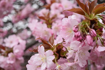 満開の桜　ピンクのさくら　バックイメージ　背景素材　日本　Cherry blossoms in full bloom Pink cherry blossoms Back image Background material Japan