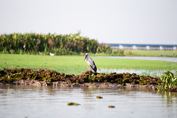 A egret, a long legged fish hunting bird