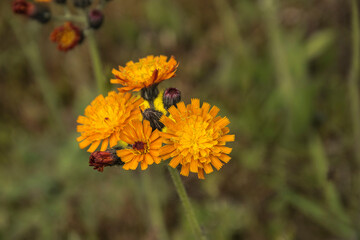 field in nature area with grass and orange hawkweed in the Achterhoek