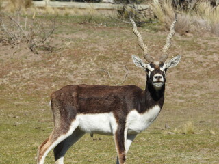 Antílope