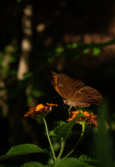butterfly on flower