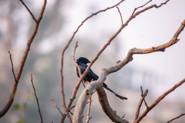 bullfinch on a branch