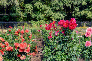 dahlia flowers in the garden