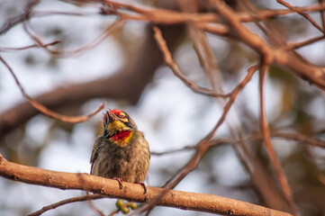 red winged blackbird