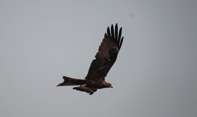 eagle in flight