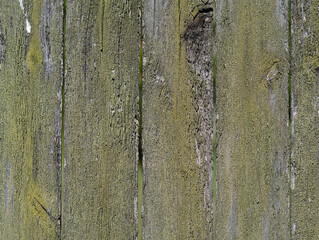  green surface eroded by time, old wood background.