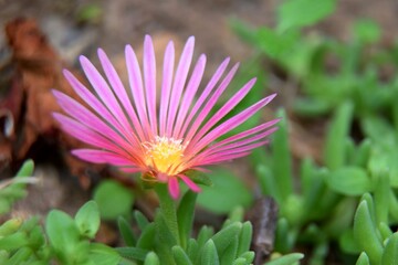 Obraz premium pourpier ficoide delosperma