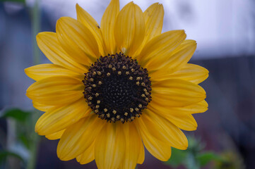 yellow sunflower