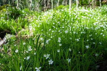 Obraz premium Beautiful white flowers blooming in the grass near the forest path against the background of a tree, on a summer day.