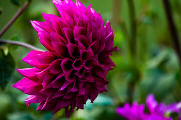 Obraz premium pink and purple