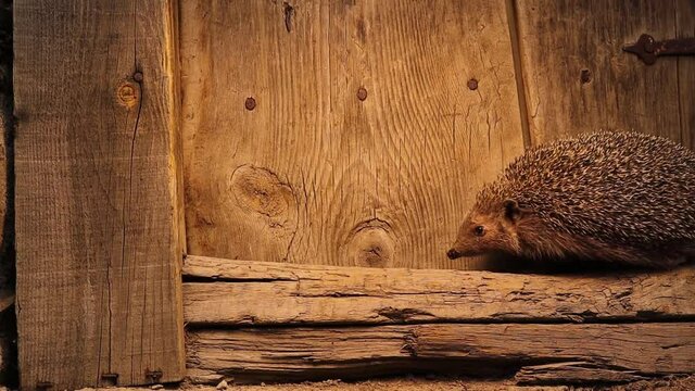 European hedgehog tries to hide in a country house at the beginning of the morning, as it is a nocturnal animal.
common hedgehog near the door in the garden.
animal has blue eyes, animals in the city