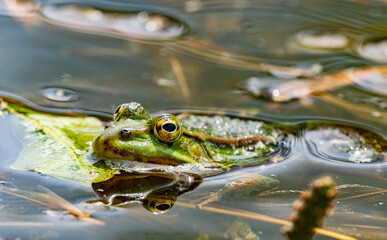 rana esculenta - common european green frog is swimming in a garden pond